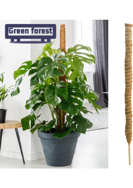 Yeşil Orman Bitki Destek Hissesi Evrensel El Yapımı Dıy Ücretsiz Asma Hindistan Cevizi Hurma Ipek Desteği (Yurt Dışından) modelleri