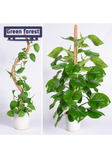 Yeşil Orman Bitki Destek Hissesi Evrensel El Yapımı Dıy Ücretsiz Asma Hindistan Cevizi Hurma Ipek Desteği (Yurt Dışından) indirimleri