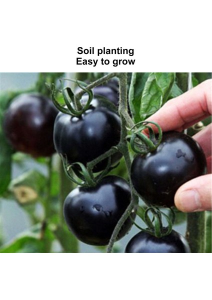 Siyah Kiraz Domates Tohumları, Verandalar Için Düzenli Sulama Domates Tohumları (Yurt Dışından) fiyatları