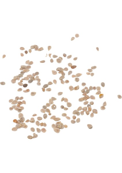 Siyah Kiraz Domates Tohumları, Verandalar Için Düzenli Sulama Domates Tohumları (Yurt Dışından) fırsatları