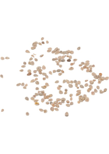 Siyah Kiraz Domates Tohumları, Verandalar Için Düzenli Sulama Domates Tohumları (Yurt Dışından) indirimleri