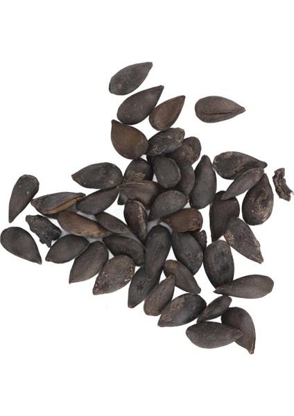 Bonsai Meyve Ağacı Tohumları, Ağır Üreten Tam Güneş 20 Tohumlar Meyve Bitki Tohumları Bahçe Için Balkon Için Büyümesi Kolay (Yurt Dışından)