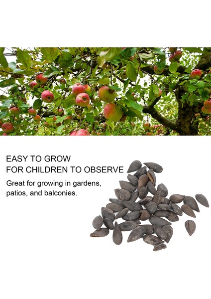 Bonsai Meyve Ağacı Tohumları, Ağır Üreten Tam Güneş 20 Tohumlar Meyve Bitki Tohumları Bahçe Için Balkon Için Büyümesi Kolay (Yurt Dışından) fiyatları