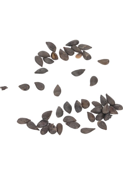 Bonsai Meyve Ağacı Tohumları, Ağır Üreten Tam Güneş 20 Tohumlar Meyve Bitki Tohumları Bahçe Için Balkon Için Büyümesi Kolay (Yurt Dışından) fırsatları