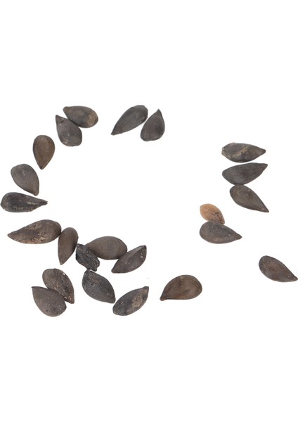 Bonsai Meyve Ağacı Tohumları, Ağır Üreten Tam Güneş 20 Tohumlar Meyve Bitki Tohumları Bahçe Için Balkon Için Büyümesi Kolay (Yurt Dışından) indirimleri