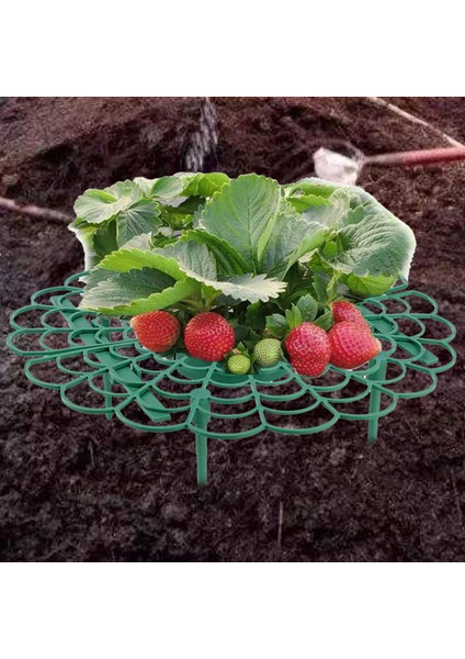 Depolama Tutucu Çatlamaya Dayanıklı Yeşil Güvenilir Bitki Standı (Yurt Dışından) modelleri