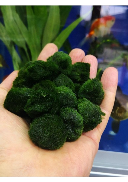 Moss Ball 5-6 cm Yosun Topu Canlı Bitki 1 Adet