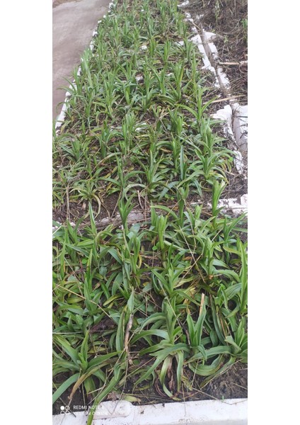 Yumrusu fırsatları