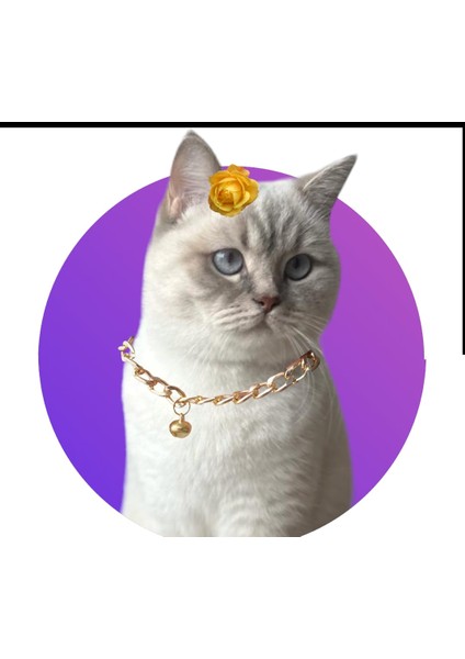 Metal Kedi Tasması
