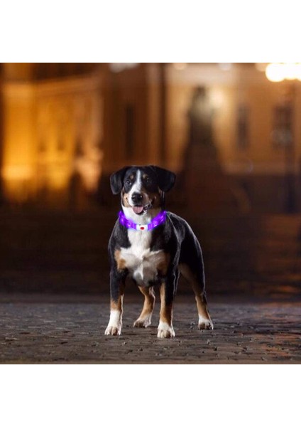 LX-L-70CM Işıklı Köpek Tasması-Renkli (Yurt Dışından) fırsatları