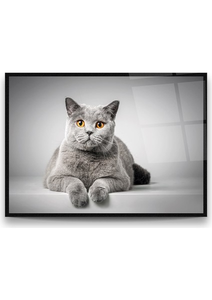 Sevimli Kedi Yatay Cam Tablo fiyatları