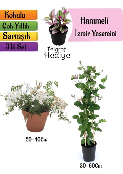 Kokulu Izmir Yasemini+Kokulu Hanımeli Çiçeği+Telgraf Çiçeği Hediyeli 3'lü Peyzaj Seti