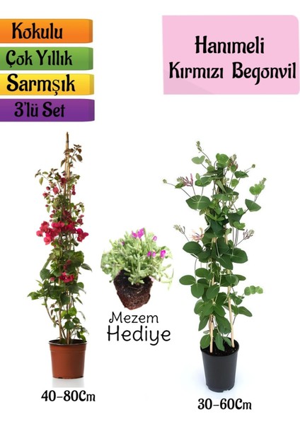 Kırmızı Begonvil+Kokulu Hanımeli Çiçeği+Mezem Çiçeği Hediyeli 3'lü Peyzaj Seti
