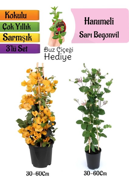 Sarı Begonvil+Kokulu Hanımeli Çiçeği+Buz Çiçeği Hediyeli 3'lü Peyzaj Seti