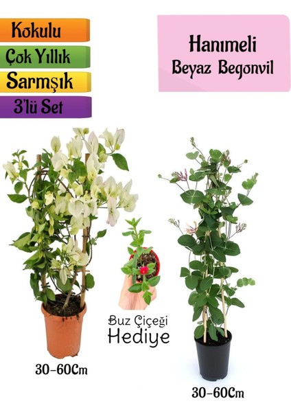 Beyaz Begonvil+Kokulu Hanımeli Çiçeği+Buz Çiçeği Hediyeli 3'lü Peyzaj Seti