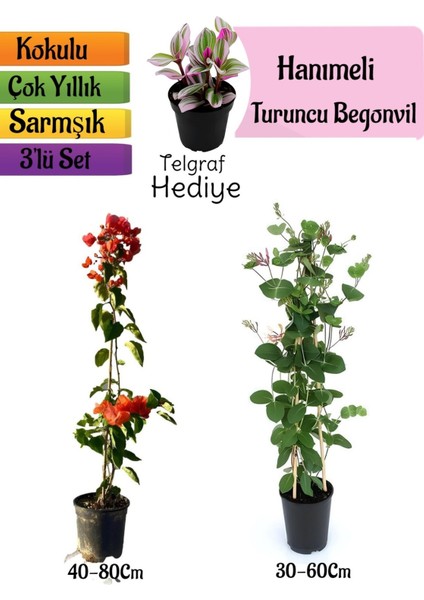 Turuncu Begonvil+Kokulu Hanımeli Çiçeği+Telgraf Çiçeği Hediyeli 3'lü Peyzaj Seti