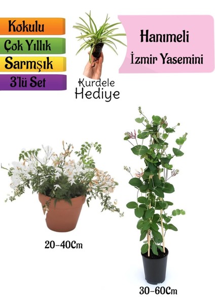 Kokulu Izmir Yasemini+Kokulu Hanımeli Çiçeği+Kurdele Çiçeği Hediyeli 3'lü Peyzaj Seti