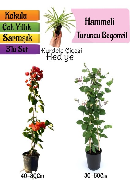 Turuncu Begonvil+Kokulu Hanımeli Çiçeği+Kurdele Çiçeği Hediyeli 3'lü Peyzaj Seti
