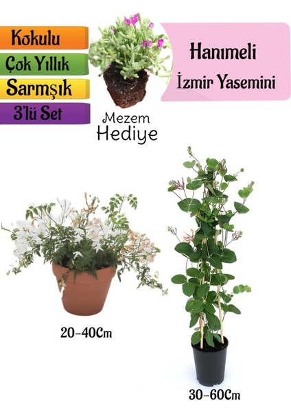 Kokulu Izmir Yasemini+Kokulu Hanımeli Çiçeği+Mezem Çiçeği Hediyeli 3'lü Peyzaj Seti
