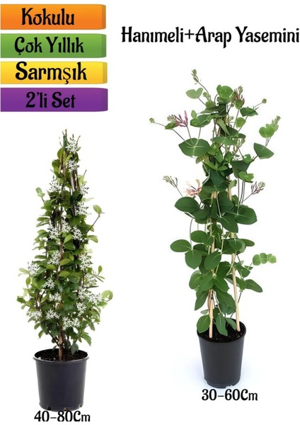 Mis Kokulu Arap Yasemin+Kokulu Hanımeli Çiçeği Fidanı 2'li Bahçe Peyzaj Seti