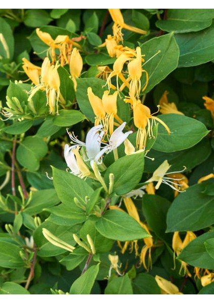 Mis Kokulu Arap Yasemin+Kokulu Hanımeli Çiçeği Fidanı 2'li Bahçe Peyzaj Seti fırsatları