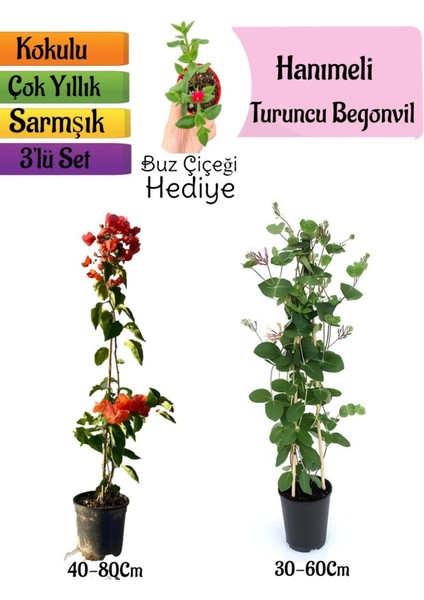 Turuncu Begonvil+Kokulu Hanımeli Çiçeği+Buz Çiçeği Hediyeli 3'lü Peyzaj Seti