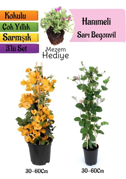 Sarı Begonvil+Kokulu Hanımeli Çiçeği+Mezem Çiçeği Hediyeli 3'lü Peyzaj Seti