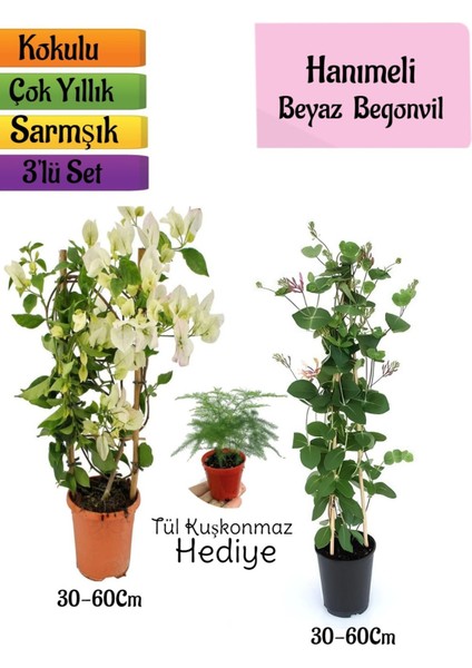 Beyaz Begonvil+Kokulu Hanımeli Çiçeği+Tül Kuşkonmaz Hediyeli 3'lü Peyzaj Seti