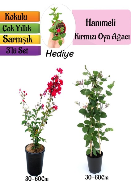 Kırmızı Oya Ağacı+Kokulu Hanımeli Çiçeği+Buz Çiçeği Hediyeli 3'lü Peyzaj Seti