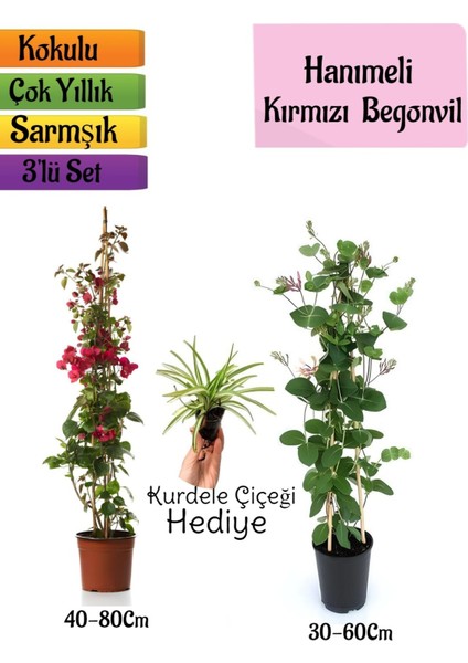 Kırmızı Begonvil+Kokulu Hanımeli Çiçeği+Kurdele Çiçeği Hediyeli 3'lü Peyzaj Seti