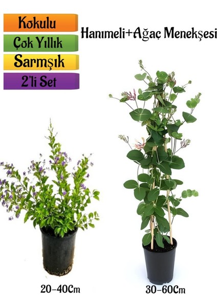 Serada Decor Plant Duranta/mor Ağaç Menekşesi+Kokulu Hanımeli Çiçeği Fidanı 2'li Bahçe Peyzaj Seti