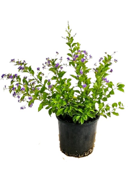 Serada Decor Plant Duranta/mor Ağaç Menekşesi+Kokulu Hanımeli Çiçeği Fidanı 2'li Bahçe Peyzaj Seti