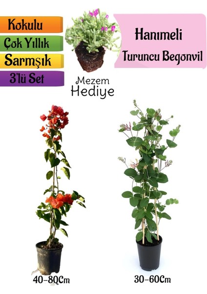 Turuncu Begonvil+Kokulu Hanımeli Çiçeği+Mezem Çiçeği Hediyeli 3'lü Peyzaj Seti