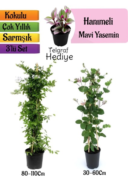 Mavi Yasemin+Kokulu Hanımeli Çiçeği+Telgraf Çiçeği Hediyeli 3'lü Peyzaj Seti