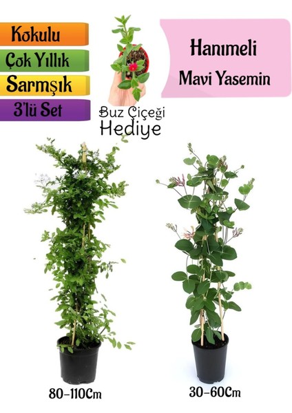 Mavi Yasemin+Kokulu Hanımeli Çiçeği+Buz Çiçeği Hediyeli 3'lü Peyzaj Seti