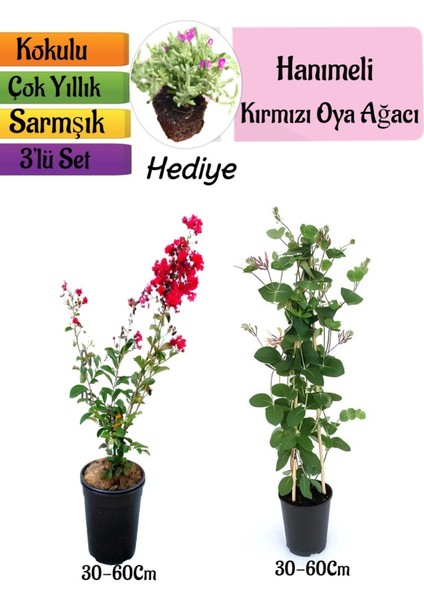 Kırmızı Oya Ağacı+Kokulu Hanımeli Çiçeği+Mezem Çiçeği Hediyeli 3'lü Peyzaj Seti