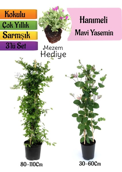 Mavi Yasemin+Kokulu Hanımeli Çiçeği+Mezem Çiçeği Hediyeli 3'lü Peyzaj Seti
