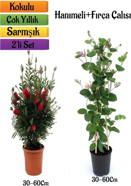 Kırmızı Fırça Çalısı+ Yoğun Kokulu Hanımeli Çiçeği Fidanı 2'li Bahçe Peyzaj Seti