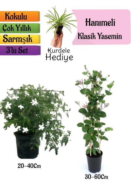 Klasik Kokulu Yasemin+Kokulu Hanımeli Çiçeği+Kurdele Çiçeği Hediyeli 3'lü Peyzaj Seti