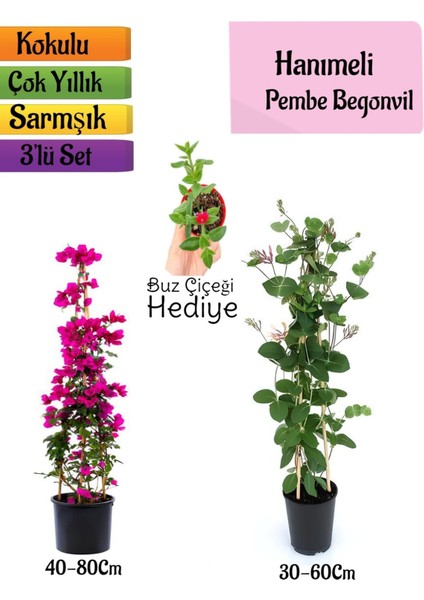 Pembe Begonvil+Kokulu Hanımeli Çiçeği+Buz Çiçeği Hediyeli 3'lü Peyzaj Seti