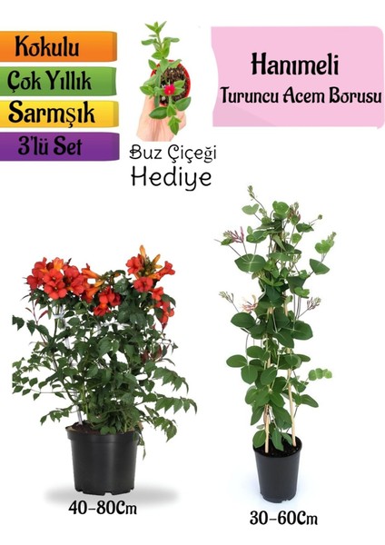 Turuncu Borazan Çiçeği+Kokulu Hanımeli Çiçeği+Buz Çiçeği Hediyeli 3'lü Peyzaj Seti