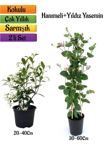 Mis Kokulu Yıldız Yasemin+Kokulu Hanımeli Çiçeği Fidanı 2'li Bahçe Peyzaj Seti