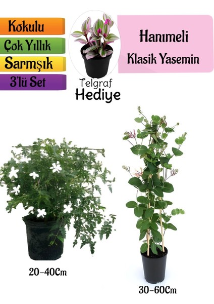 Klasik Kokulu Yasemin+Kokulu Hanımeli Çiçeği+Telgraf Çiçeği Hediyeli 3'lü Peyzaj Seti