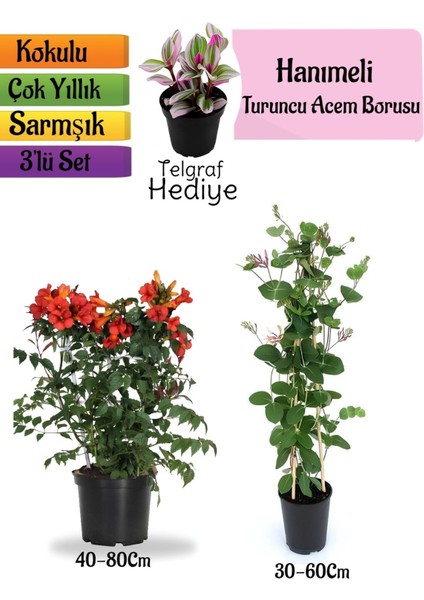 Turuncu Borazan Çiçeği+Kokulu Hanımeli Çiçeği+Telgraf Çiçeği Hediyeli 3'lü Peyzaj Seti