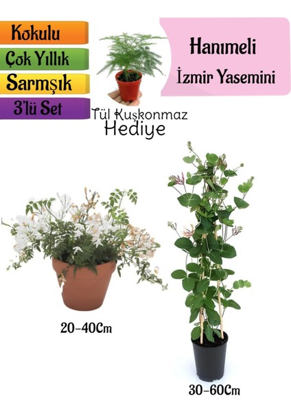 Kokulu Izmir Yasemini+Kokulu Hanımeli Çiçeği+Tül Kuşkonmaz Hediyeli 3'lü Peyzaj Seti