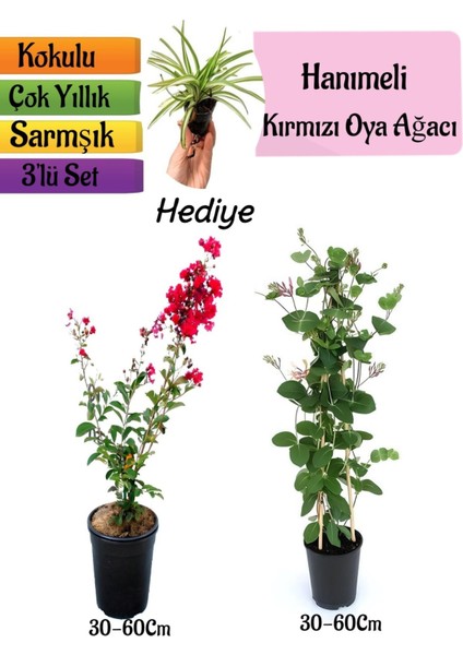 Kırmızı Oya Ağacı+Kokulu Hanımeli Çiçeği+Kurdele Çiçeği Hediyeli 3'lü Peyzaj Seti