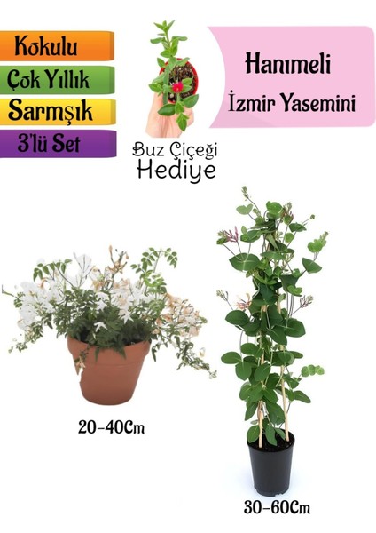 Kokulu Izmir Yasemini+Kokulu Hanımeli Çiçeği+Buz Çiçeği Hediyeli 3'lü Peyzaj Seti