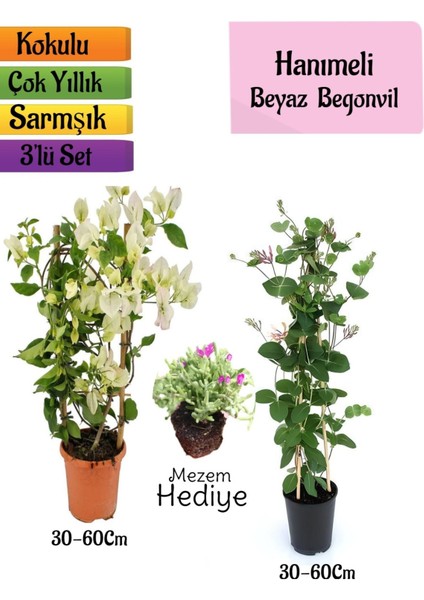 Beyaz Begonvil+Kokulu Hanımeli Çiçeği+Mezem Çiçeği Hediyeli 3'lü Peyzaj Seti