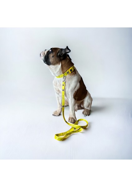 Pawlook, Fenerbahçe Lisanslı, Köpek Boyun Tasması, Sarı