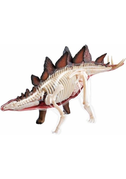 Vision Anatomi Modeli - Stegosaurus Dinozor